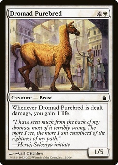 Dromad Purebred (RAV EX)